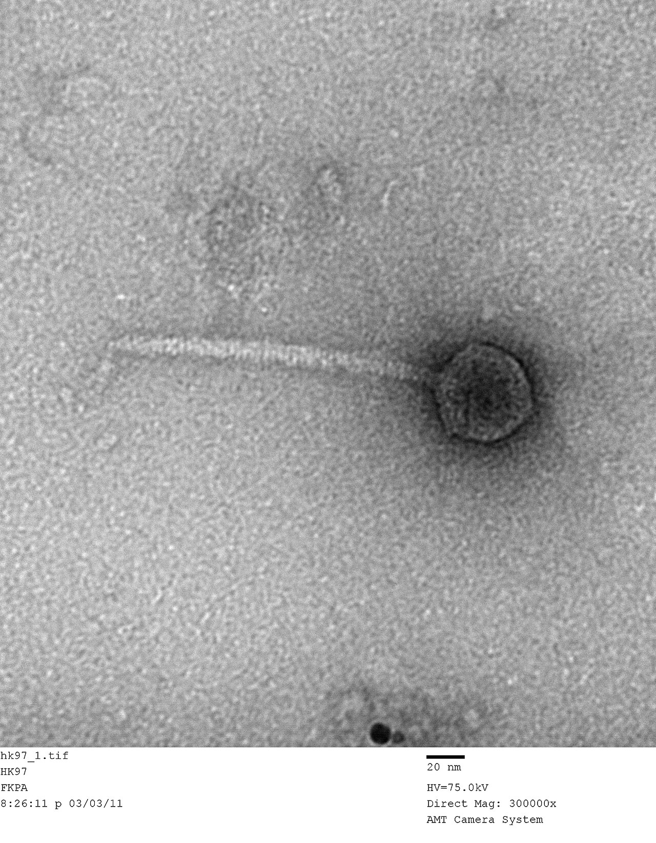 Transmission electron micrograph of bacteriophage HK97, showing its head and tail structure