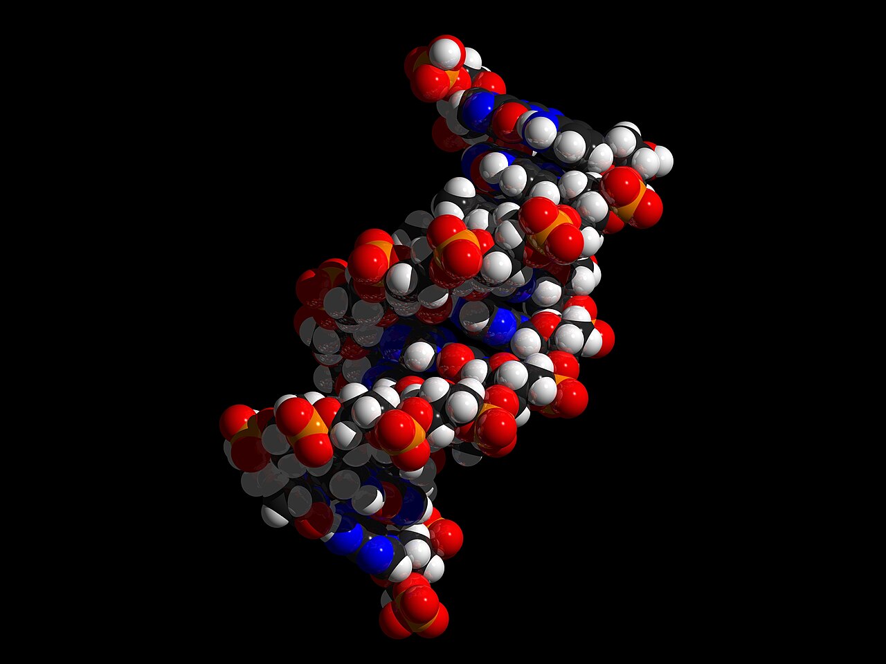 Space-filling molecular model of a DNA double helix segment