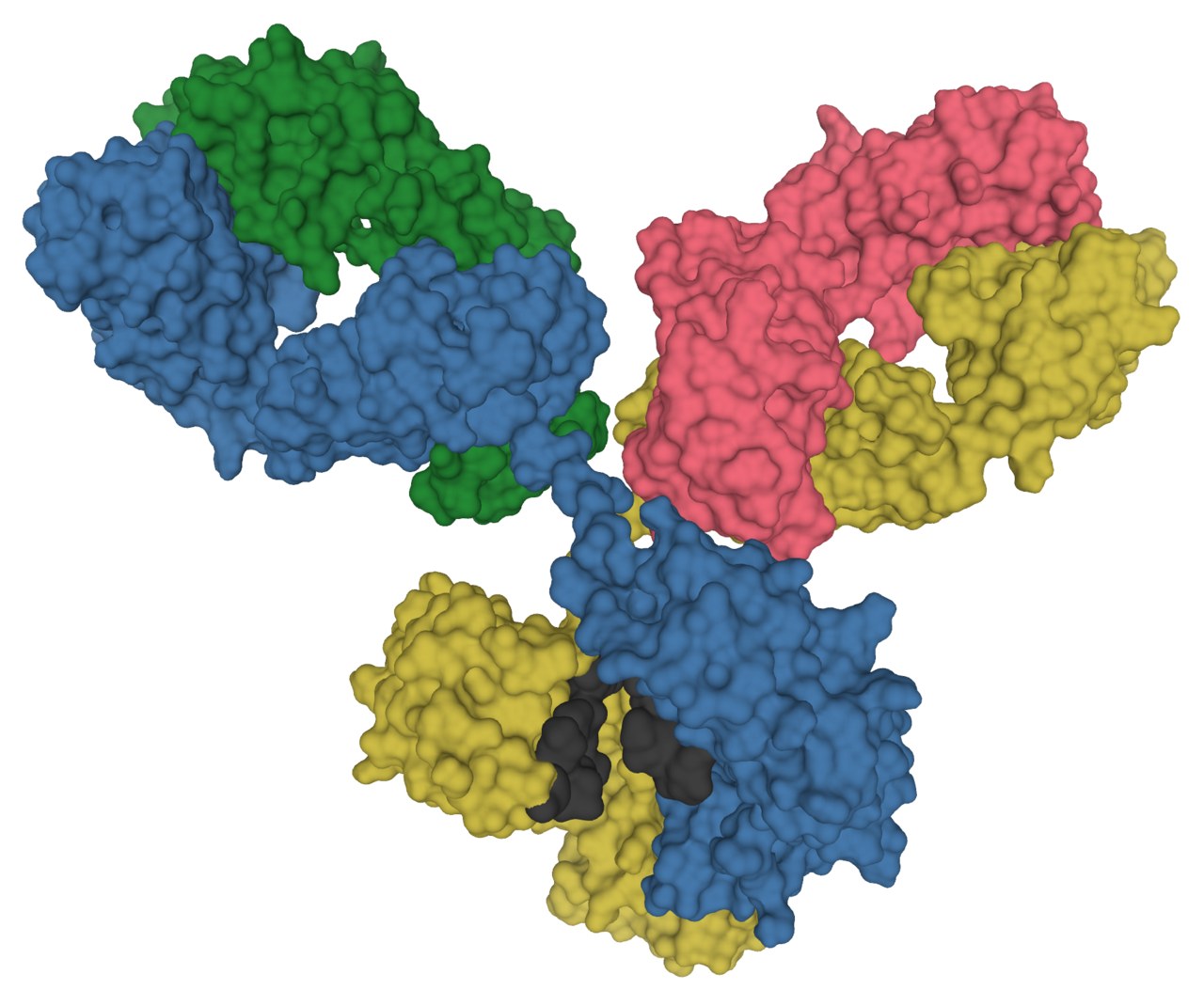 Surface model of the four protein chains that make up an IgG1 antibody