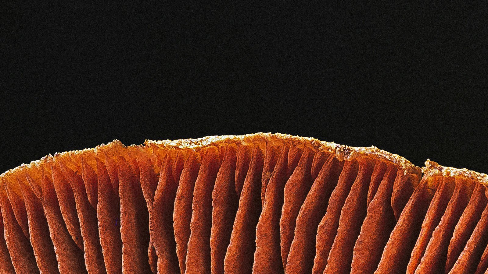 Close-up artwork of orange mushroom gills on a black background from Anthropic's Claude Opus 5.5 announcement
