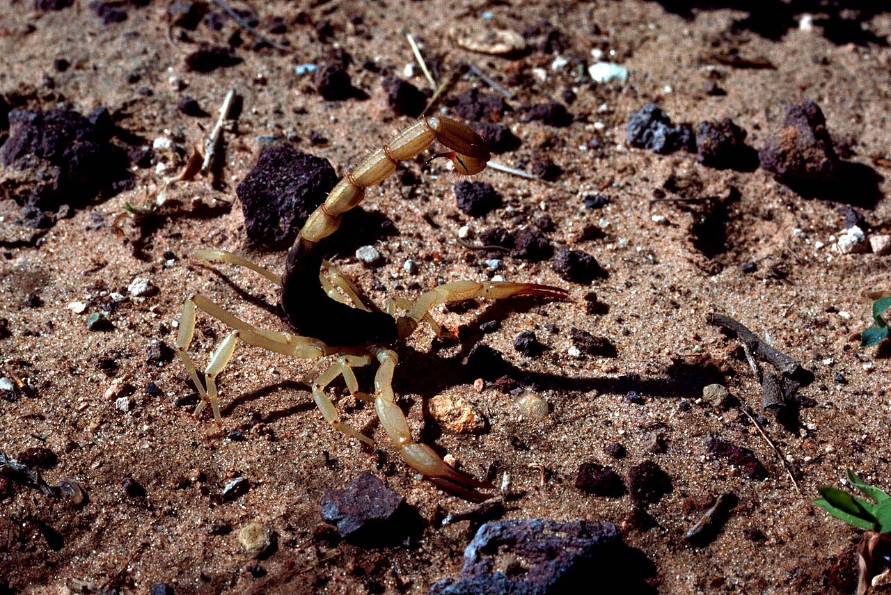 An Arizona bark scorpion on sandy ground with its tail raised